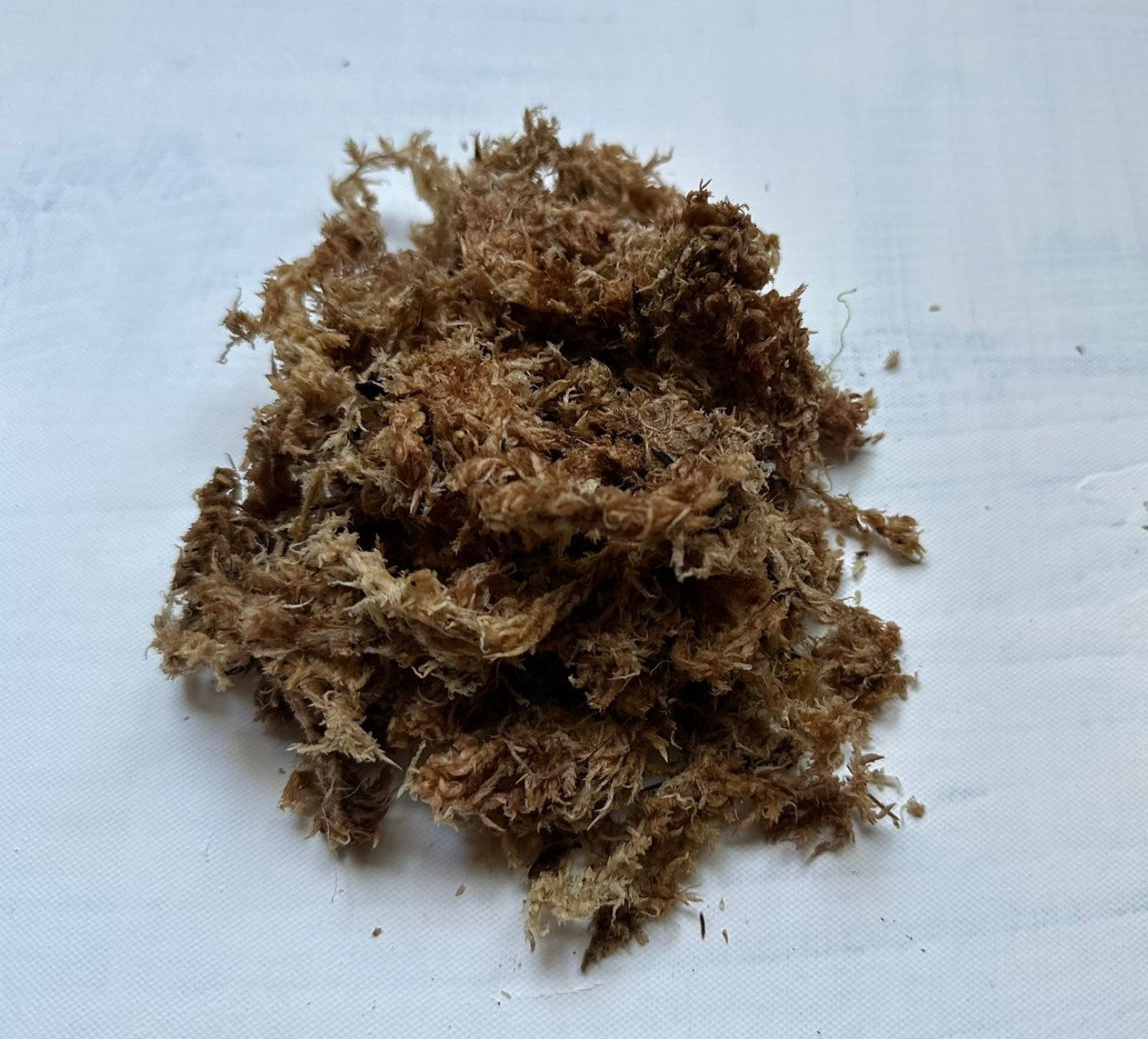Musgo Sphagnum