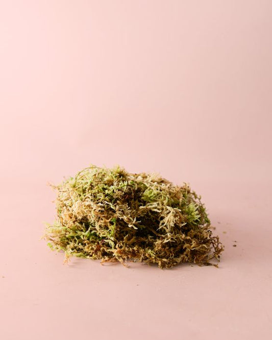 Musgo Sphagnum